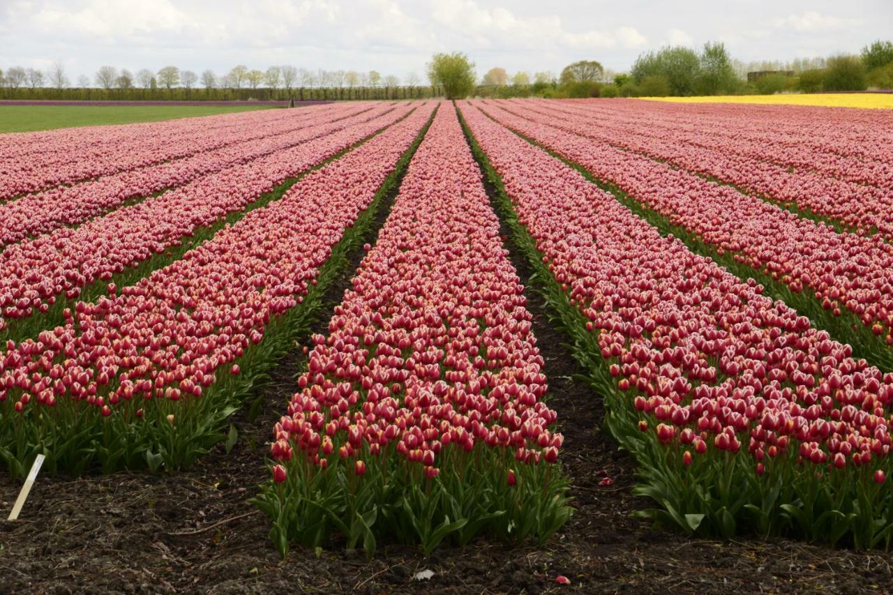 Vakantiehuis Het Uilennest Wijdenes Bagian luar foto